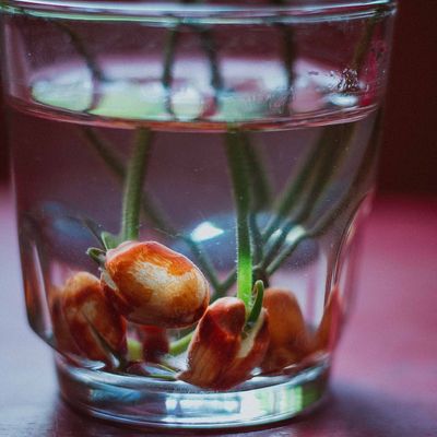 A glass of water next to a small green plant.